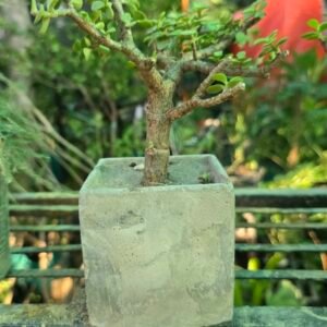 Bonsai (Portulacaria afra) — Thick Bark Trunk in Cube Cement Pot