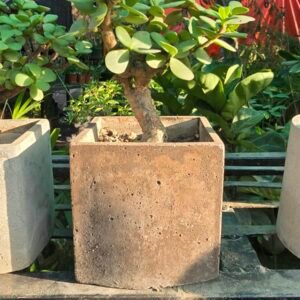 Chunky Leaf Jade Bonsai, Sandstone Pot