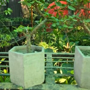 Elephant Bush Bonsai with Curved Trunk