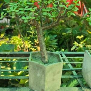 Jade-Bonsai-Portulacaria-afra-boota.pk