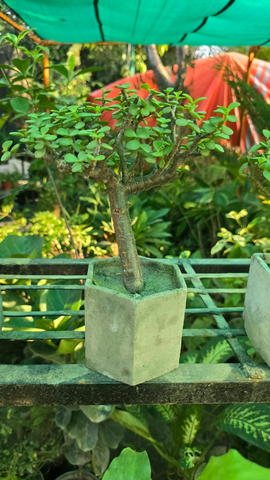 Jade-Bonsai-Portulacaria-afra-boota.pk