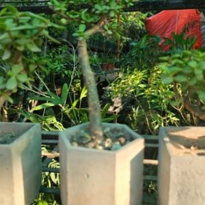 Jade Bonsai (Portulacaria afra) — Formal Upright in Hexagonal Pot with Pebble Finish
