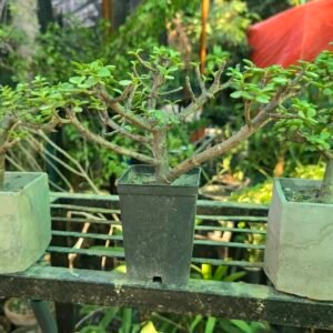 Jade Bonsai (Portulacaria afra) — Windswept Horizontal Branch Style