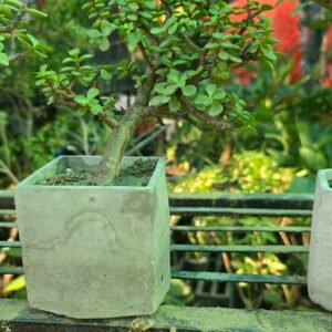Leaning Trunk Jade Bonsai — Dense Green Canopy