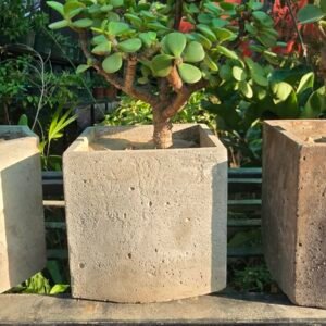 Old-Man Style Jade Bonsai, Low Branching