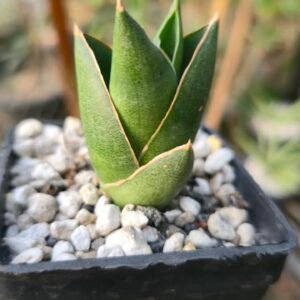 Close-up of sansevieria opera house leaves