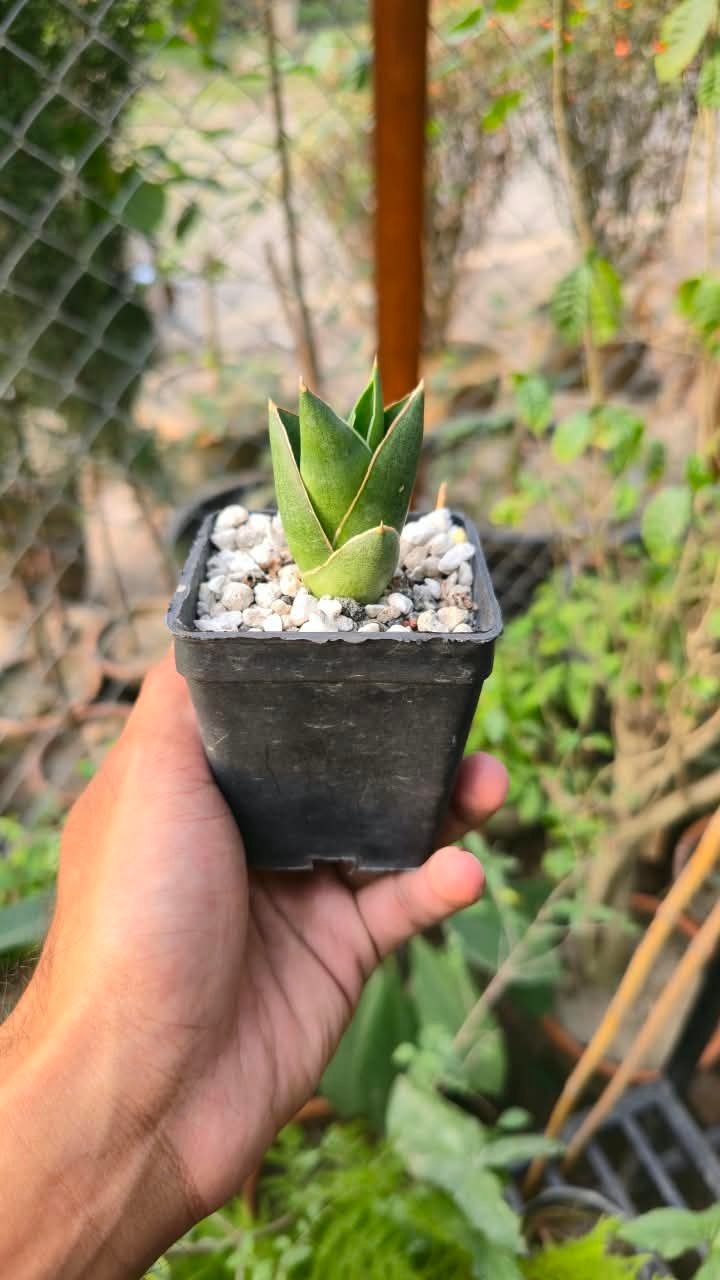 Close-up of sansevieria opera house leaves