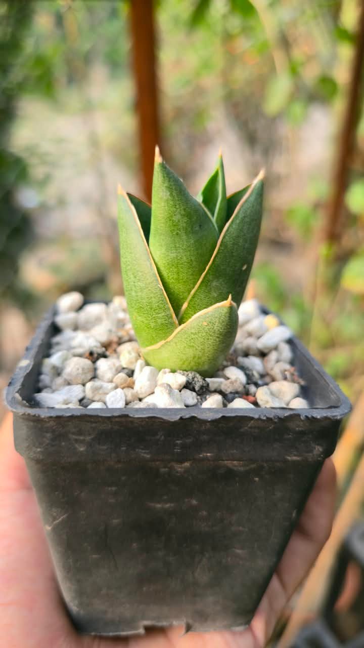 Opera house snake plant on an office desk