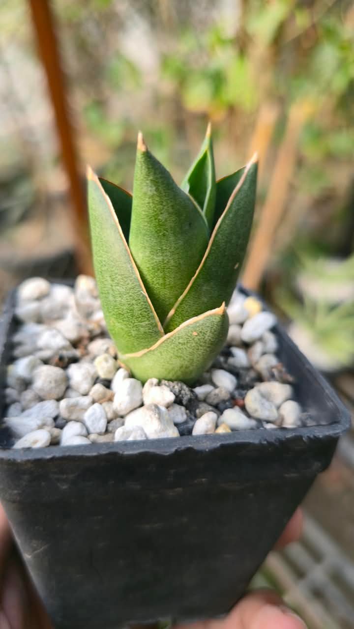 Close-up of sansevieria opera house leaves