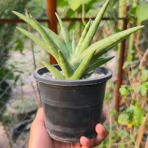 Sansevieria silver crown with silver-green upright leaves in a pot in Lahore