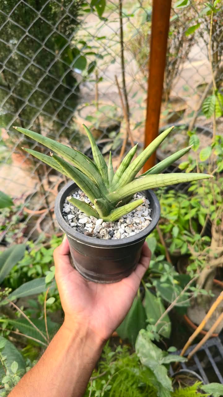 Silver snake plant in a decorative planter in a bright living room