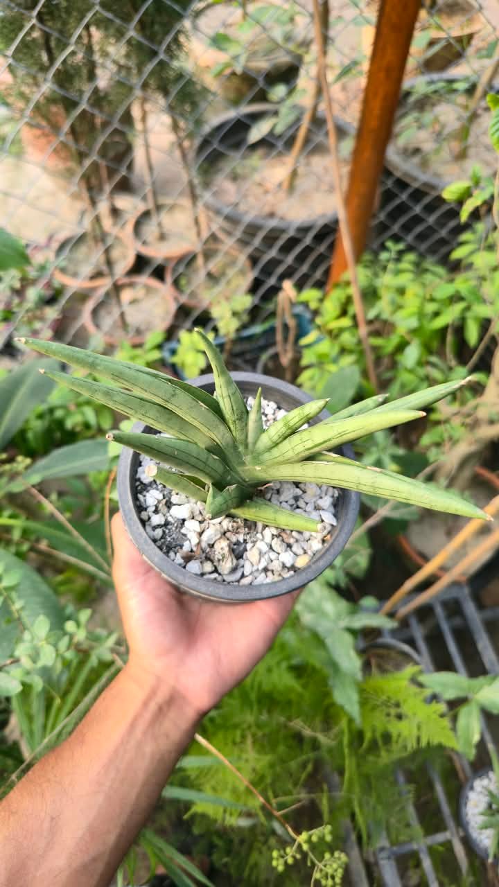 Close-up of sansevieria silver crown leaves