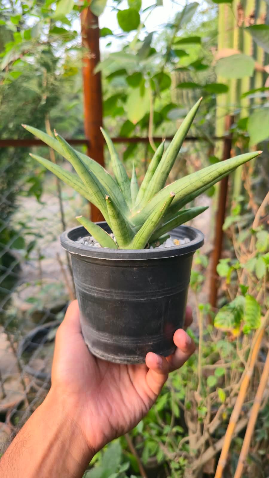 Sansevieria silver crown with silver-green upright leaves in a pot in Lahore