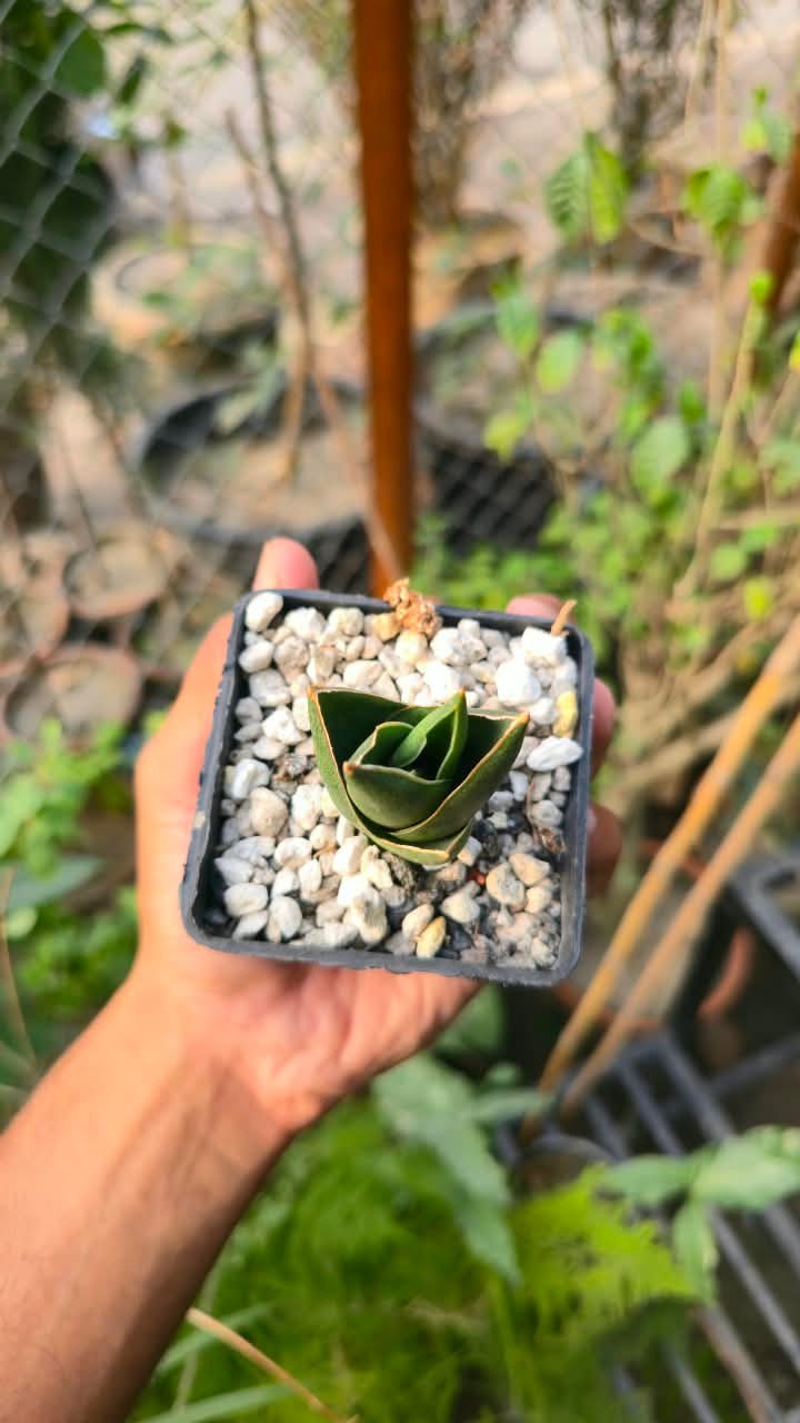 Sansevieria opera house with bold green striped leaves in a pot in Lahore