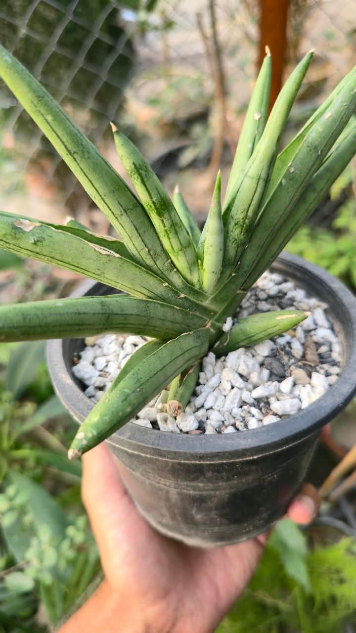 Close-up of sansevieria silver crown leaves
