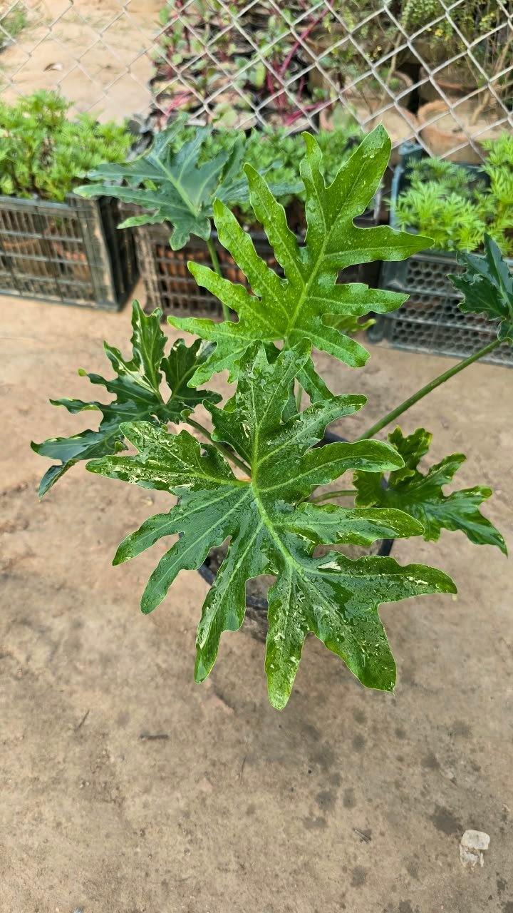 Close-up of selloum plant glossy lobed leaves
