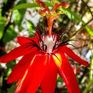 red passionflower vine bloom climbing a trellis
