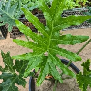 Selloum plant for sale in Lahore, Pakistan