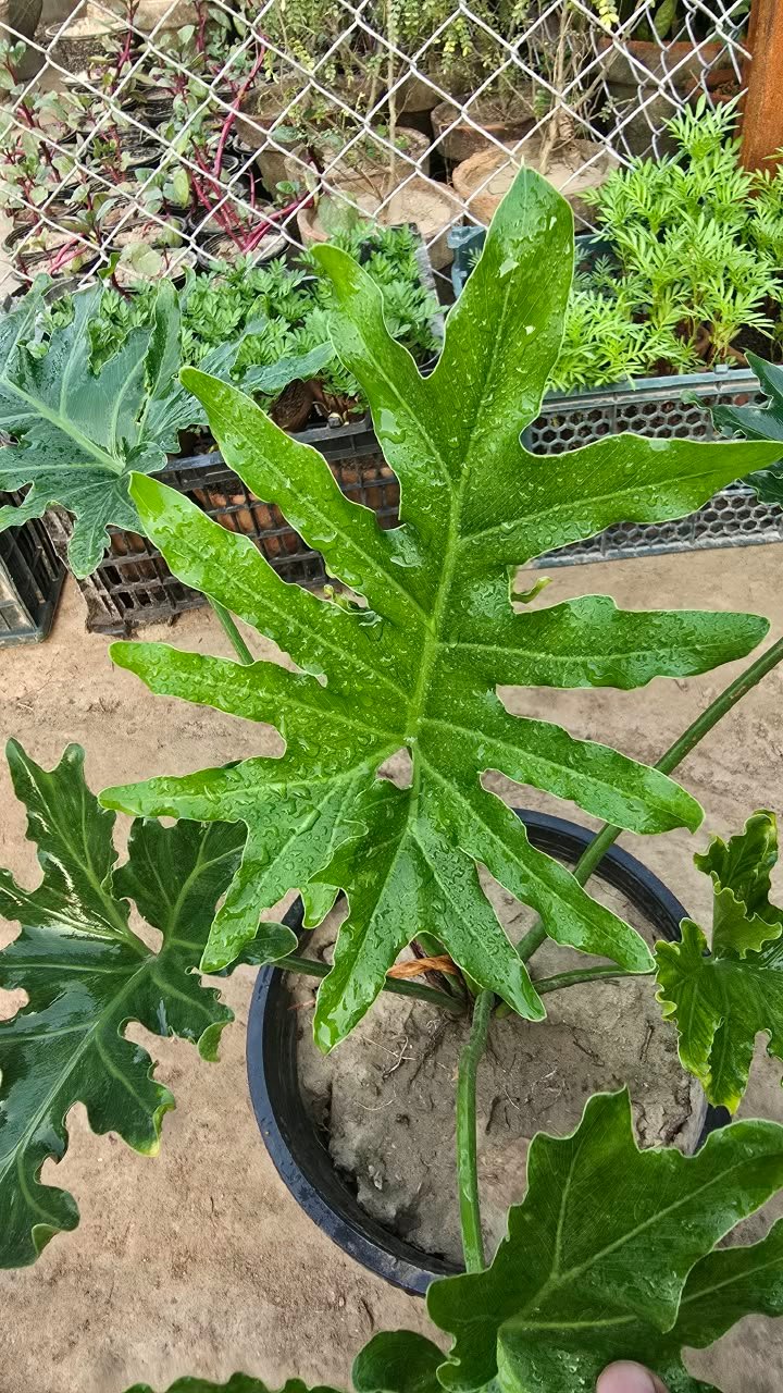 Selloum plant for sale in Lahore, Pakistan