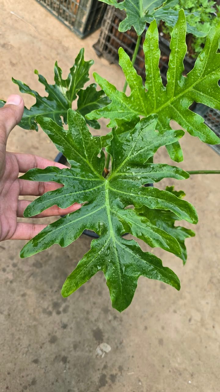 Large selloum plant with deeply lobed green leaves in a pot in Lahore