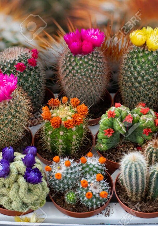 Cactus-boota.pk