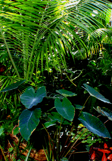 exotic-plants