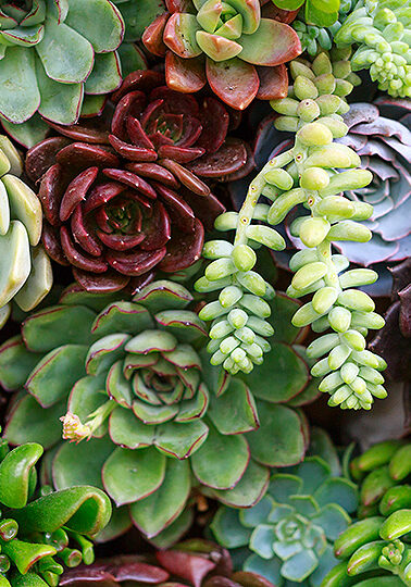 succulents